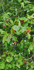 Crataegus mollis