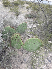 Opuntia engelmannii