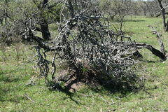 Acromyrmex crassispinus