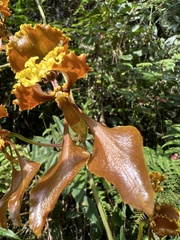 Cyrtochilum