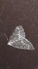 Nepytia canosaria