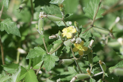 Mentzelia texana