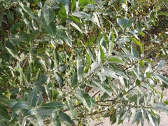 Salix cordata