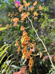 Cyrtochilum