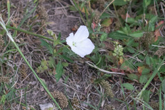 Oenothera kunthiana