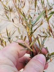 Proserpinaca palustris