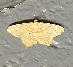 Psamatodes abydata