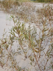 Proserpinaca palustris