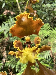 Cyrtochilum