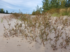 Proserpinaca palustris