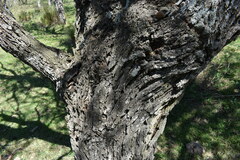 Vachellia astringens