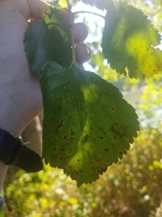 Cercospora moricola