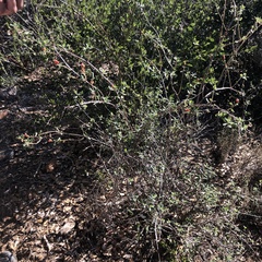 Lonicera subspicata denudata
