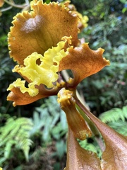 Cyrtochilum