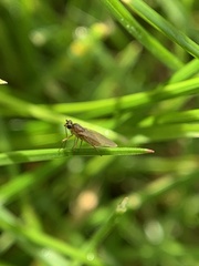 Lonchoptera bifurcata