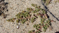 Euphorbia glyptosperma