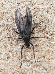 Penthetria heteroptera