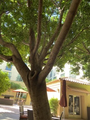 Ficus benghalensis