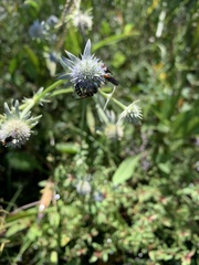 Eryngium aquaticum