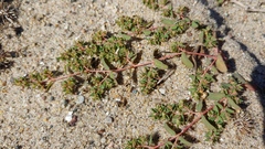 Euphorbia glyptosperma