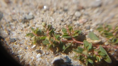 Euphorbia glyptosperma