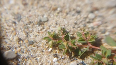 Euphorbia glyptosperma