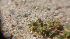 Euphorbia glyptosperma