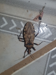 Panstrongylus geniculatus