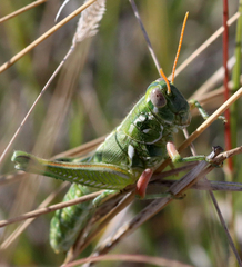 Campylacantha olivacea