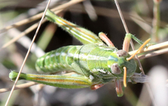 Campylacantha olivacea