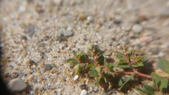 Euphorbia glyptosperma