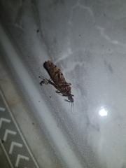 Panstrongylus geniculatus