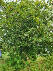 Crataegus mollis