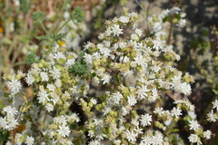 Moscharia pinnatifida