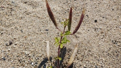 Polanisia dodecandra dodecandra