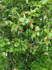 Crataegus mollis