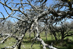 Vachellia astringens