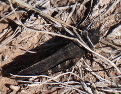 Arphia pseudonietana