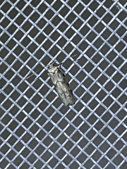 Blastobasis glandulella