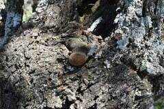 Vachellia astringens