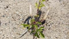 Polanisia dodecandra dodecandra