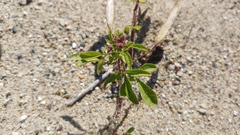 Polanisia dodecandra dodecandra