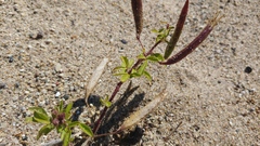 Polanisia dodecandra dodecandra