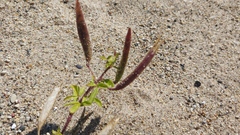 Polanisia dodecandra dodecandra