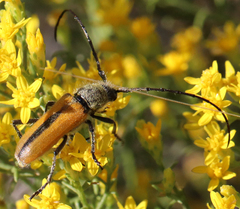 Crossidius suturalis