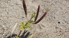 Polanisia dodecandra dodecandra