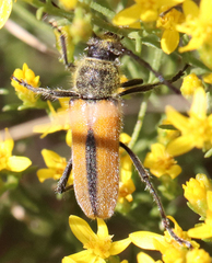 Crossidius suturalis