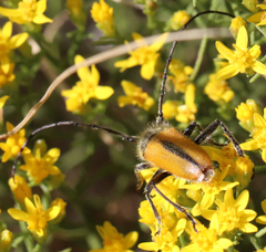 Crossidius suturalis