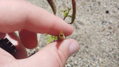 Polanisia dodecandra dodecandra