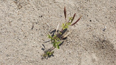 Polanisia dodecandra dodecandra